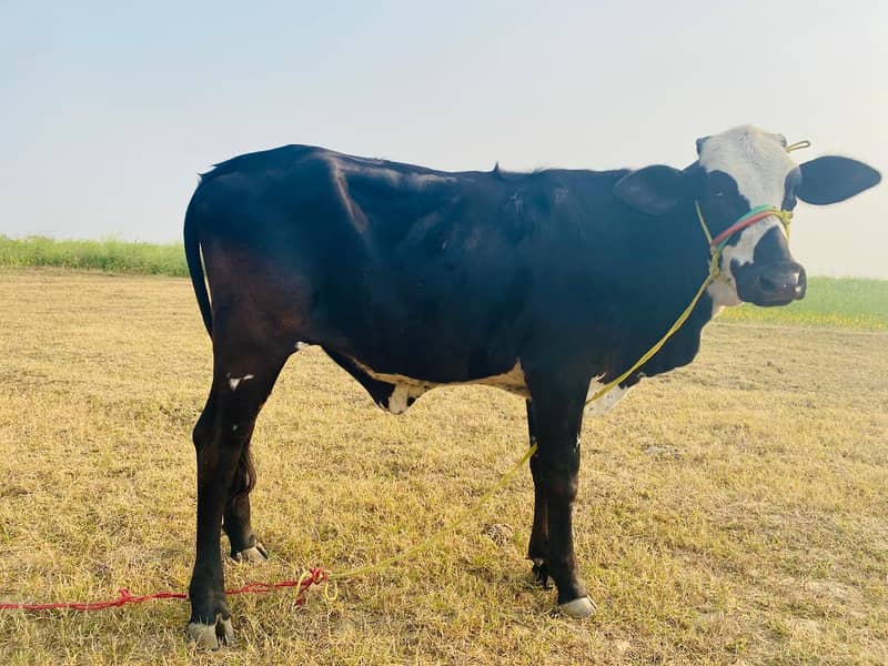 Friesian cow /Jersey cow / Cows / بھینس / cow for sale 6