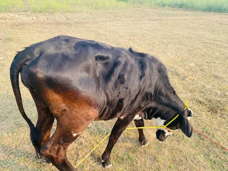 Friesian cow /Jersey cow / Cows / بھینس / cow for sale 8