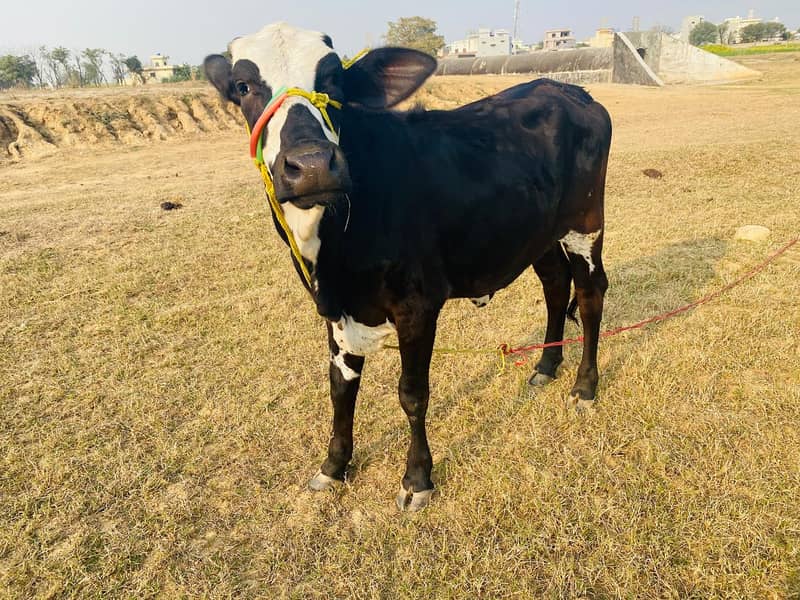 Friesian cow /Jersey cow / Cows / بھینس / cow for sale 9