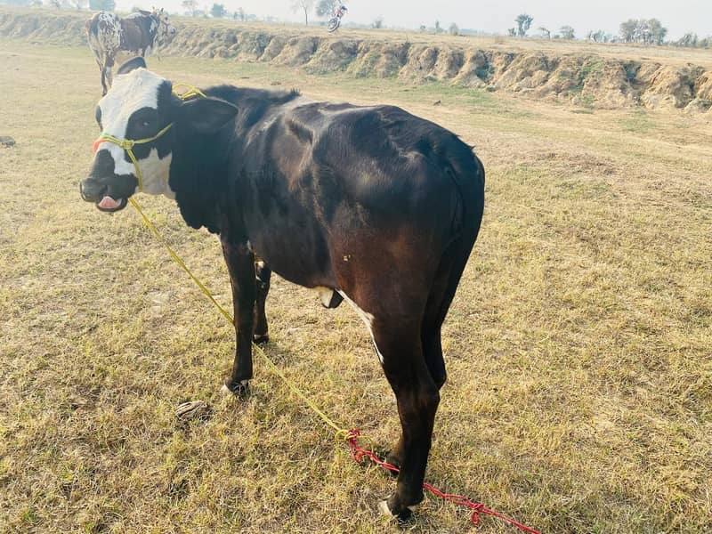 Friesian cow /Jersey cow / Cows / بھینس / cow for sale 10