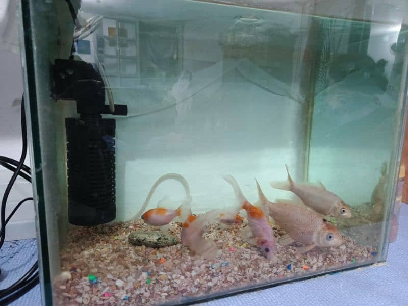 aquarium with 5 fishes + oxygen pump + water filter motor 1