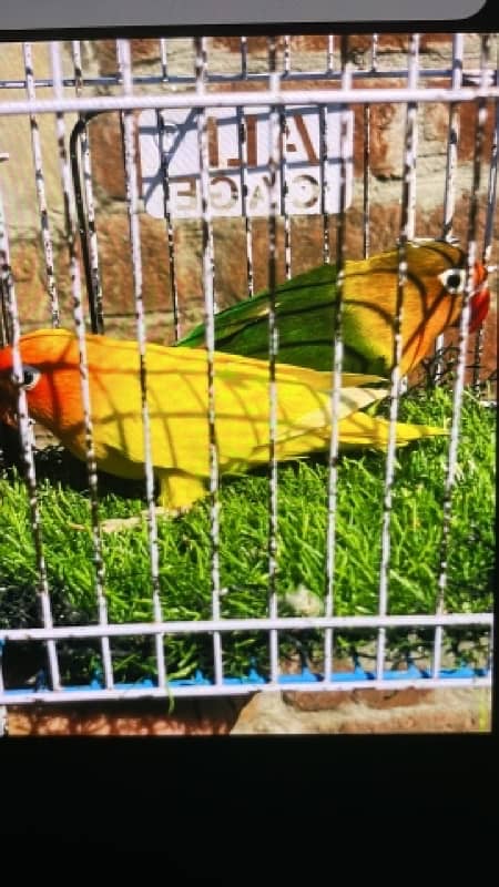 lovebirds breeeder pairs available 0