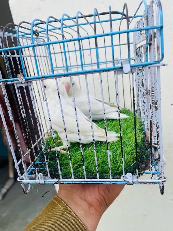 lovebirds breeeder pairs available 1