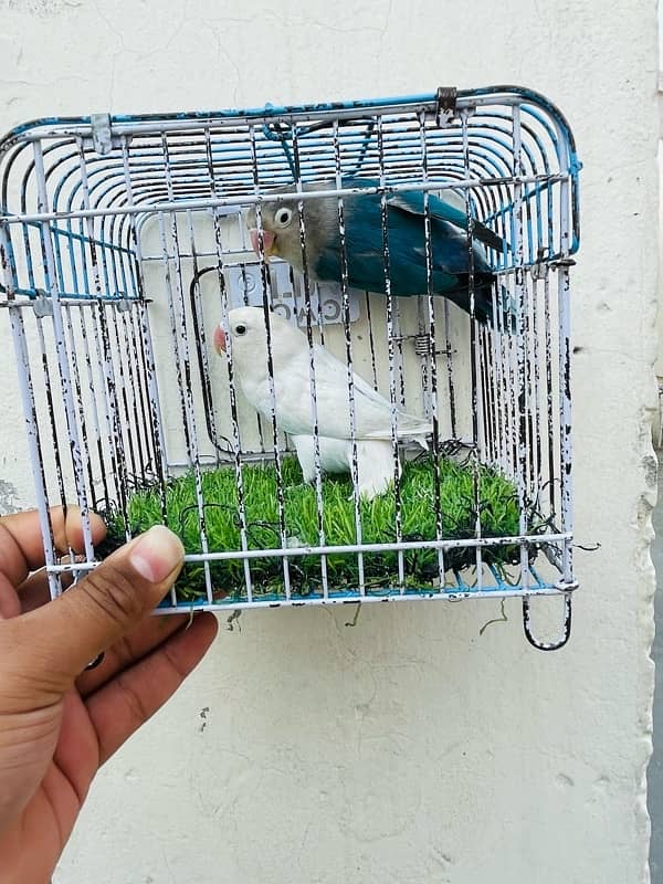 lovebirds breeeder pairs available 2