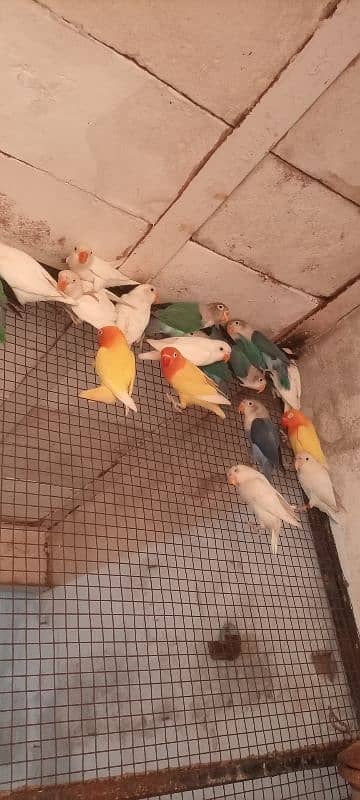 love birds Adult Pathy available for sale 0