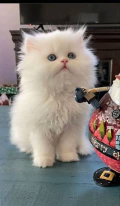 Persian kittens for urgent sale  My Whatsapp number 03473694899