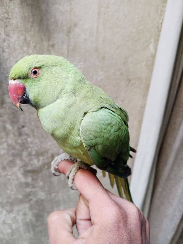 Handtame Green ringneck parrot for sale 0