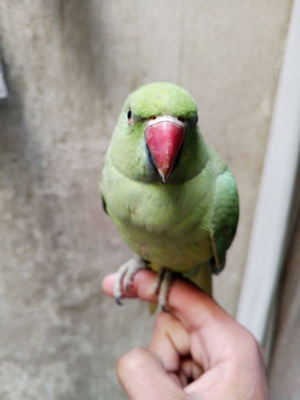 Handtame Green ringneck parrot for sale 1