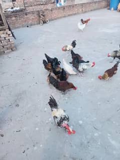 dasi hens