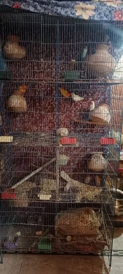 Birds and Cage all setup sell urgent plz serious person contact me.