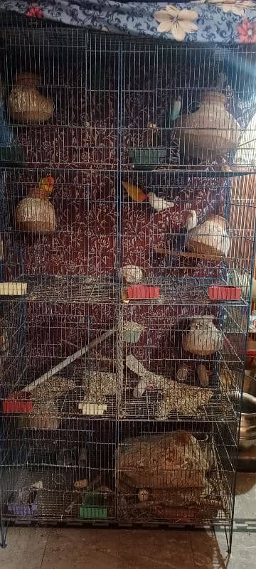 Birds and Cage all setup sell urgent plz serious person contact me. 0