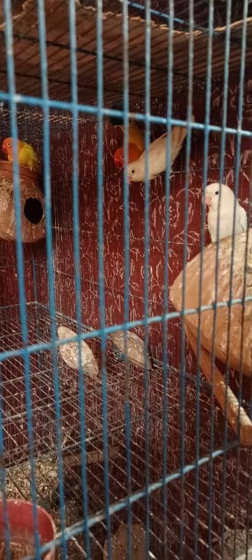 Birds and Cage all setup sell urgent plz serious person contact me. 1