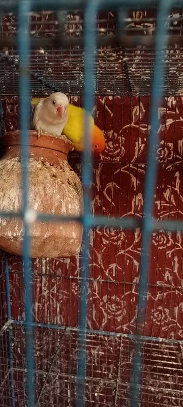 Birds and Cage all setup sell urgent plz serious person contact me. 3