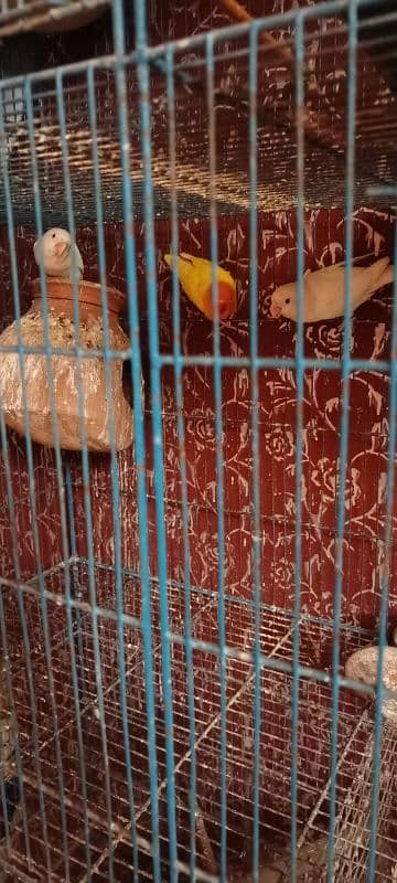 Birds and Cage all setup sell urgent plz serious person contact me. 4