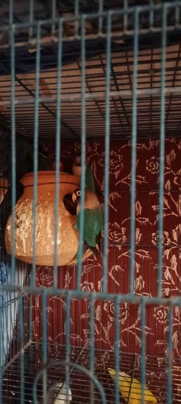 Birds and Cage all setup sell urgent plz serious person contact me. 5