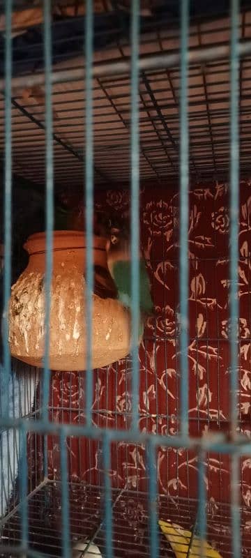 Birds and Cage all setup sell urgent plz serious person contact me. 6