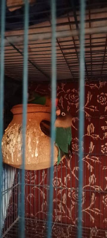 Birds and Cage all setup sell urgent plz serious person contact me. 7