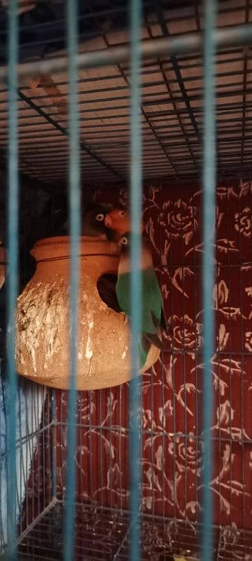 Birds and Cage all setup sell urgent plz serious person contact me. 8