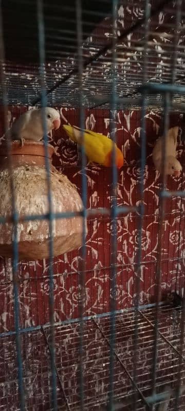 Birds and Cage all setup sell urgent plz serious person contact me. 9