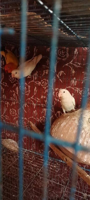 Birds and Cage all setup sell urgent plz serious person contact me. 10