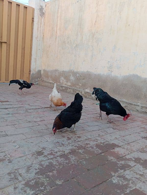 Aseel hen with chiks 0