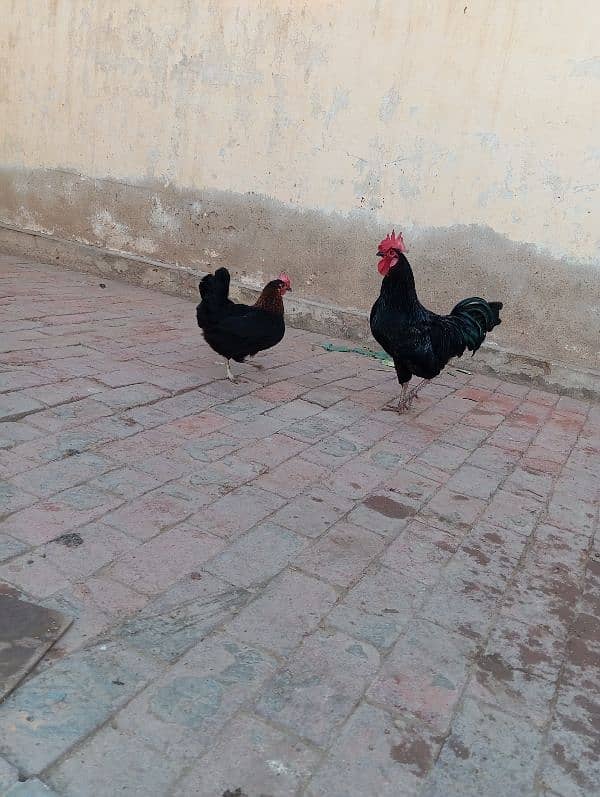 Aseel hen with chiks 1