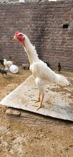 king shamo 7 month old patha high quality hai