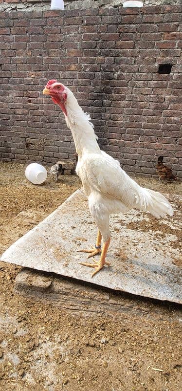 king shamo 7 month old patha high quality hai 1