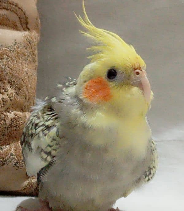 tamed cockatiel (pearl into pied) 0