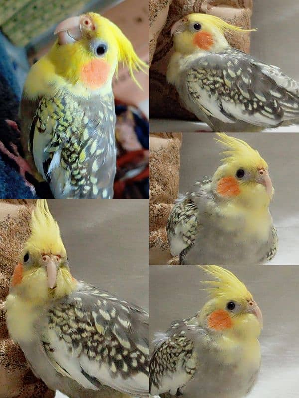 tamed cockatiel (pearl into pied) 2