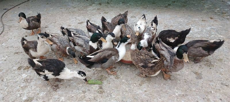 Male Ducks Beautiful 1