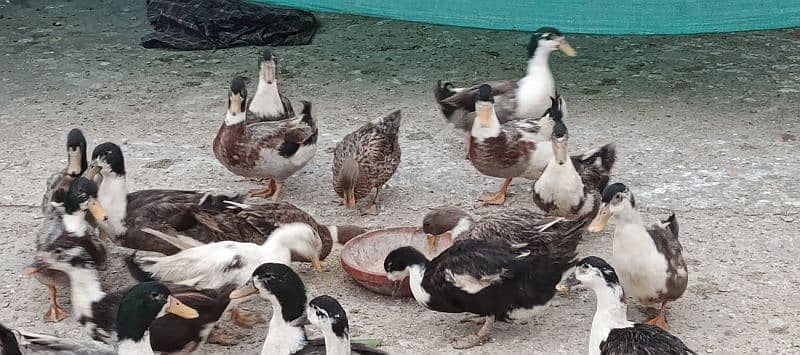 Male Ducks Beautiful 2