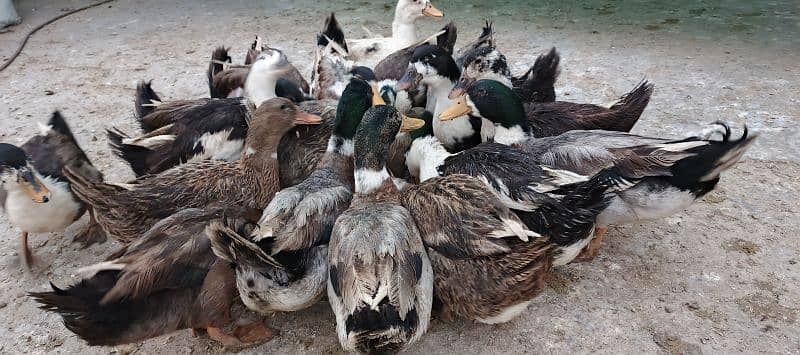 Male Ducks Beautiful 3