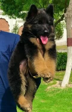 German Shepherd