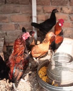 English game fancy eggs and breeders pairs for sale