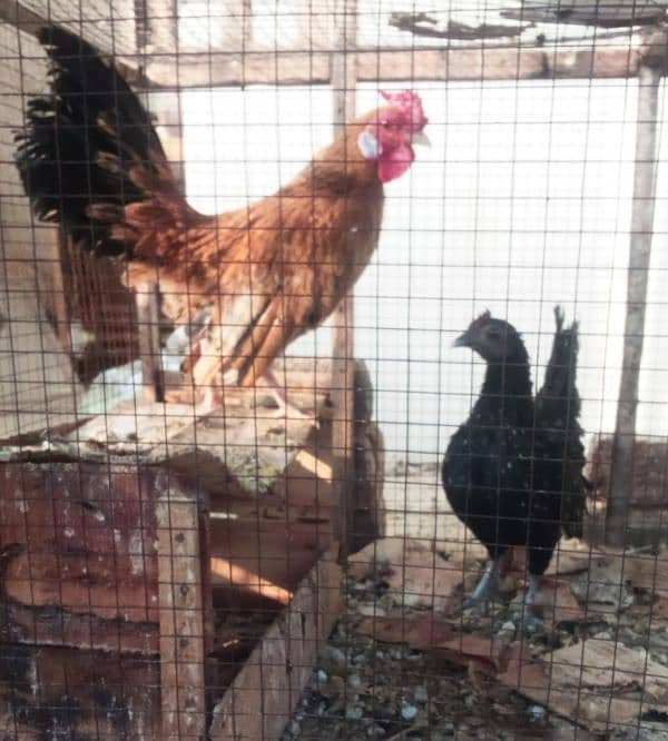 English game fancy eggs and breeders pairs for sale 1