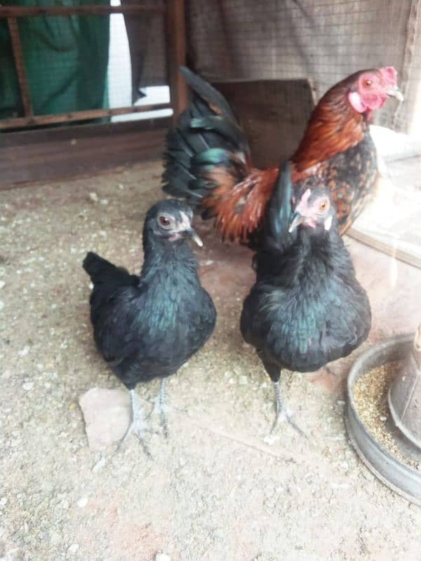 English game fancy eggs and breeders pairs for sale 3