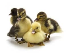 Desi Ducks Chicks