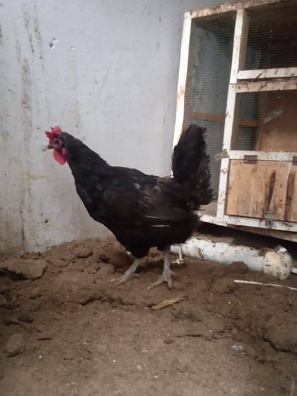 9 hens available for sale urgently 0