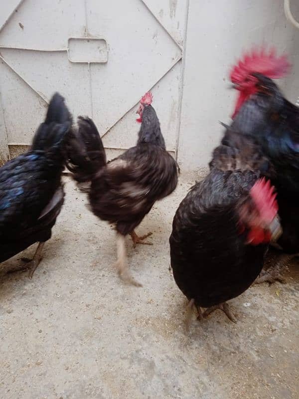 9 hens available for sale urgently 1