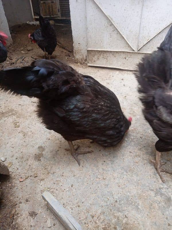 9 hens available for sale urgently 2