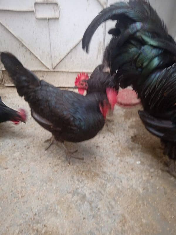 9 hens available for sale urgently 3