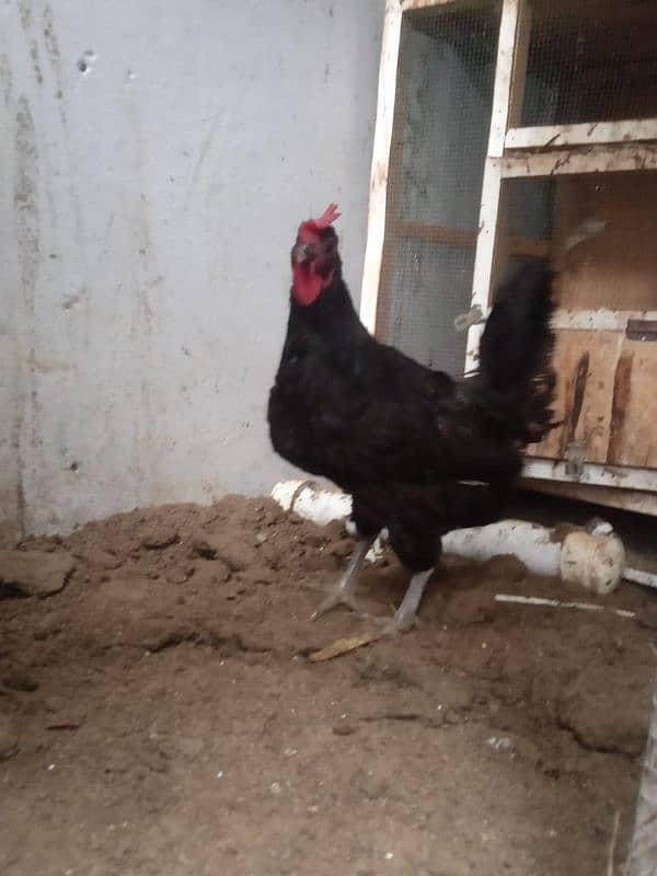 9 hens available for sale urgently 4