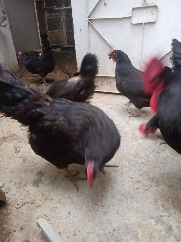 9 hens available for sale urgently 5