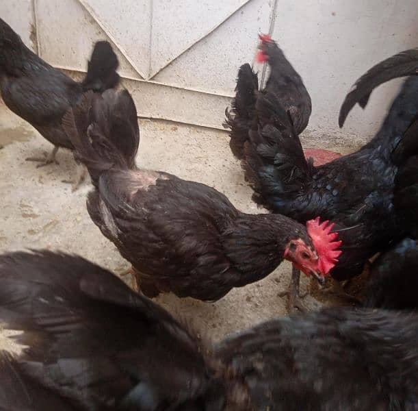 9 hens available for sale urgently 7