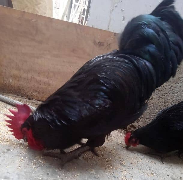 9 hens available for sale urgently 8