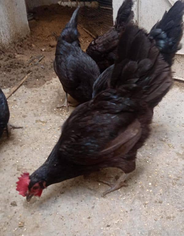 9 hens available for sale urgently 9