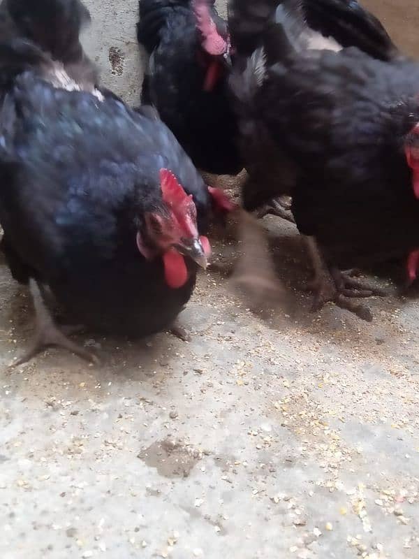 9 hens available for sale urgently 10