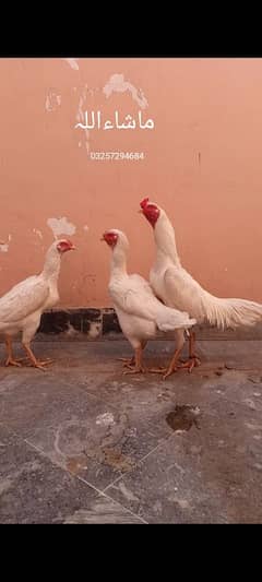 OShamo chiks, white shamo, Shamo chiks