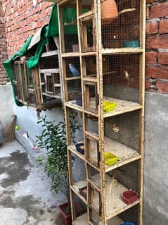 lovebird cocktail hens parrot chicks finch cage for sale